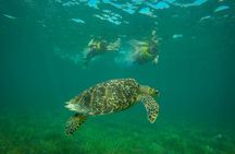 Cancun Adventure: Reef Snorkeling & Parasailing Experience