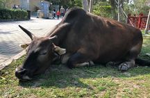 Private 5-Hour Driving Tour of Lantau from Hong Kong