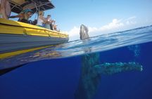 Ultimate 3.5 hour Whale Watch & Snorkel