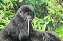 3 Day Kalinzu Chimp Trek and Uganda Gorilla Tour