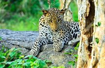 All Inclusive Leopard Nest Luxury Glamping experience in Yala