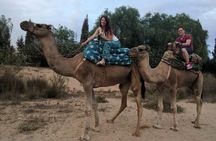 Quad Biking Half Day And Camel Ride In Sunset