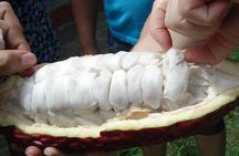 Private tour: Peacebuilding in Antioquia - From Coca Fields to Cocoa!