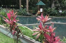 Black River Safari and YS Falls Private Tour