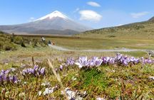 Full-day Cotopaxi