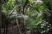 Beautiful Nature Tours Auckland - Private Tour