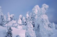 See Snow Monkeys on a Private Day Trip from Tokyo by Bullet Train