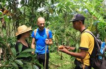Authentic hike in the forest with lunch at the inhabitant
