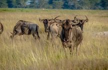 Maasai Mara road Safari 2 Nights 3 Days Group joining