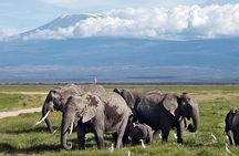 Amboseli national park private Day tour from Nairobi