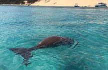 Moreton Island Eco Marine Safari Cruise and Snorkel
