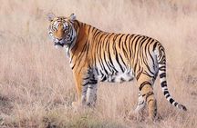 4 Nights 5 Days Jaipur-Ranthambore Tour
