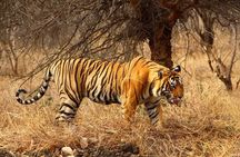 2 Days Ranthambore Tiger Safari with Tickets