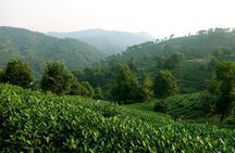 Wangsu 's Works of Architecture & Longjing Tea Field Private Tour
