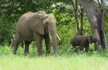 Chobe National Park Day & Overnight Game Safari