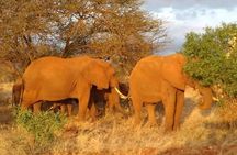 1 Day Amboseli Classic Safari Tour package,bruno safaris Kenya
