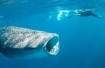 Whale Shark Tour Experience in Mayan Riviera & Tulum