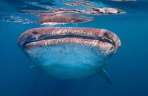 Whale Shark Tour Experience in Mayan Riviera & Tulum