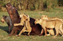 4 Days Tarangire Serengeti Ngorongoro Crater