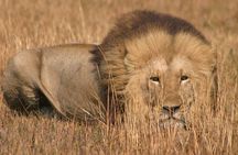 Kanzwa short holiday break -2 Nights Safari Kafue National Park 