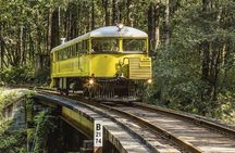 Skunk Train: Wolf Tree Turn from Willits