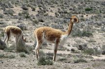Colca Canyon Sightseeing Tour 2-Day 1-Night