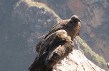 Colca Canyon Sightseeing Tour 2-Day 1-Night