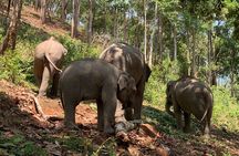Care Pride Elephants: Full-Day Tour Experience
