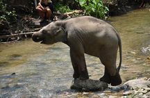 Care Pride Elephants: Full-Day Tour Experience