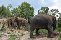 Care Pride Elephants: Full-Day Tour Experience
