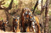 Private 6-Day Ranthambhore Tiger Tour including Delhi, Agra and Jaipur