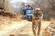 Ranthambhore Tiger Tour of Delhi, Agra, and Jaipur 5 Star Hotel