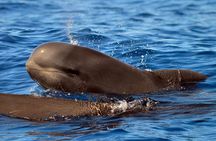 Whale Watching Eco-Adventure from Costa Adeje 