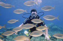 Local Guided Dives (for certified/licensed divers)