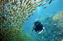 Premium Guided Scuba Diving Day Trip for Certified Divers