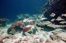 Premium Guided Scuba Diving Day Trip for Certified Divers