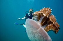 Premium Guided Scuba Diving Day Trip for Certified Divers