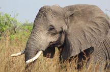 5 Days Uganda Wildlife Tour & Chimpanzee Habituation Experience