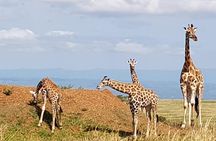 5 Days Uganda Wildlife Tour & Chimpanzee Habituation Experience