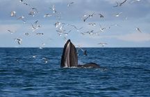 The Original Classic Whale Watching from Reykjavik