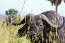 5 Days Uganda Wildlife Tour & Chimpanzee Habituation Experience