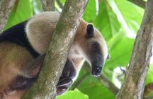 One Day Tour To Corcovado From Manuel Antonio
