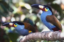 Birding Tour