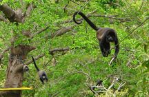 4 in 1 Sloths, Waterfall & Jungle Lagoon Safari at the Rainforest