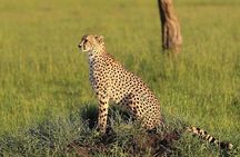 Fly inn to Central Serengeti from Zanzibar featuring Ngorongoro & Tarangire park