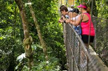 Arenal volcano, hanging bridges and sloth encounter tour.