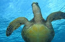 Turtle & Shark Scuba Dive in Lahaina: Certified