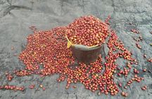 Sumatra Coffee Tour