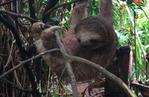 Private Tenorio Rainforest Hanging Bridges and Sloth Encounter