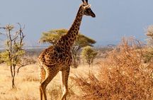 6 Days / 5 Nights Join group safari